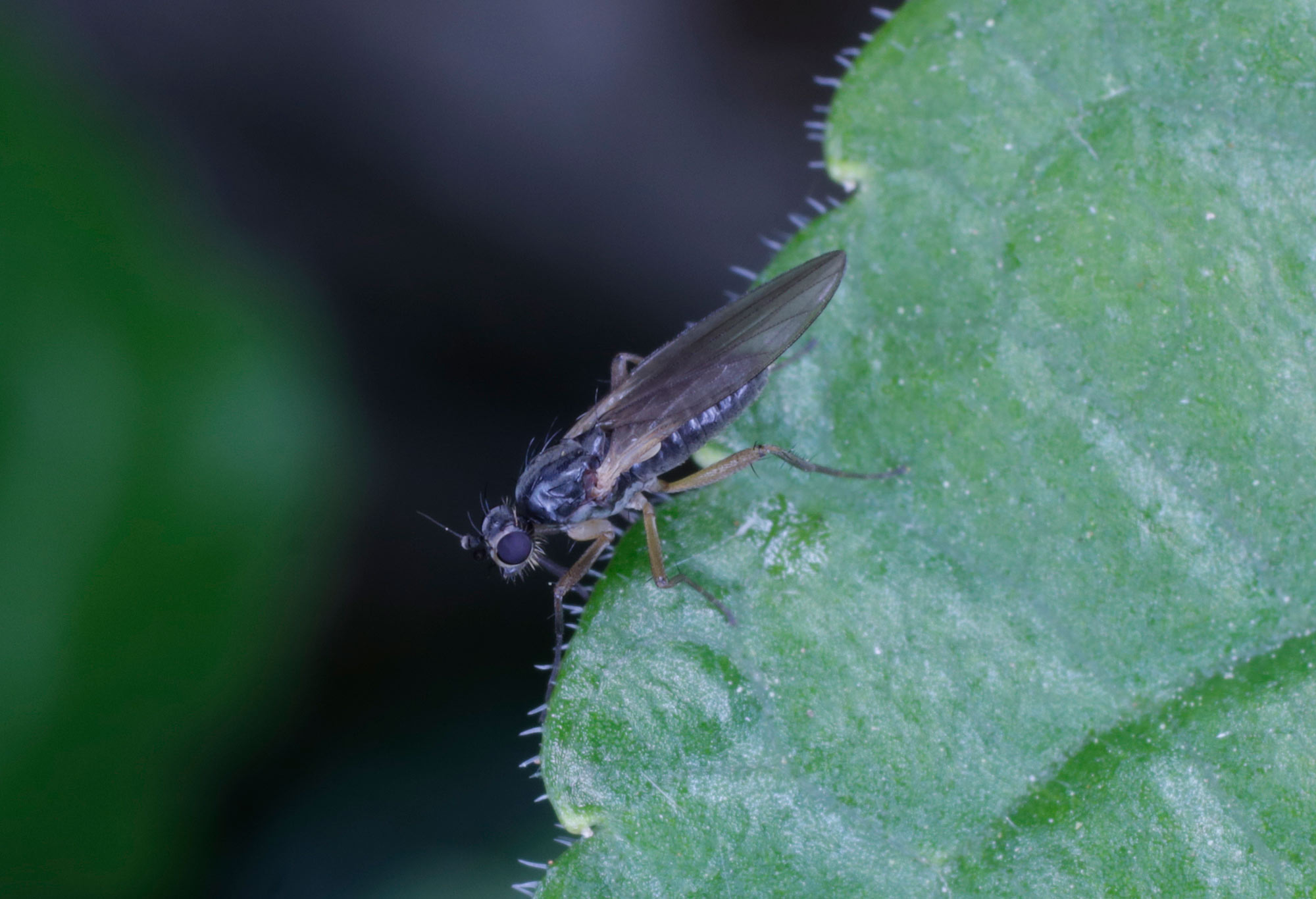 Lonchopteridae: cfr. Lonchoptera lutea